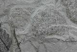 Fern (Pecopteris) Fossil & Bivalves - Kinney Quarry, NM #80444-2